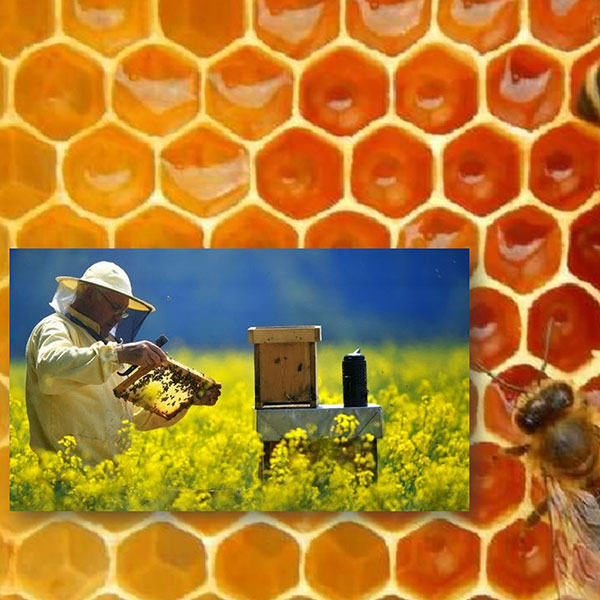 Free Template by uicookies.com