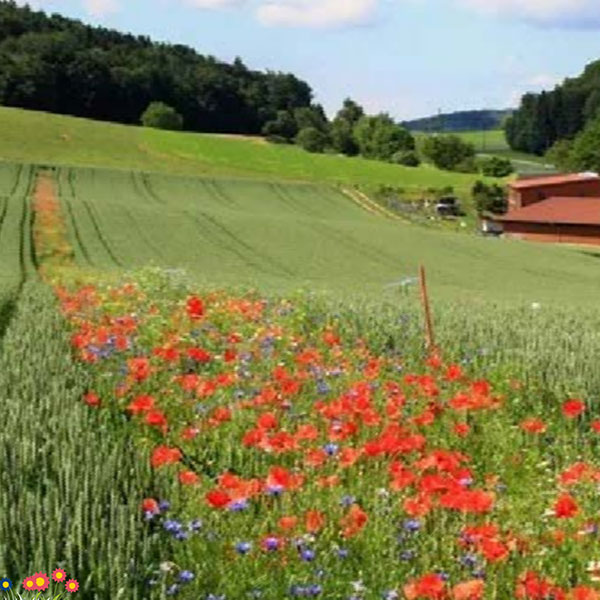 Free Template by uicookies.com