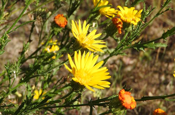 Free Template by uicookies.com