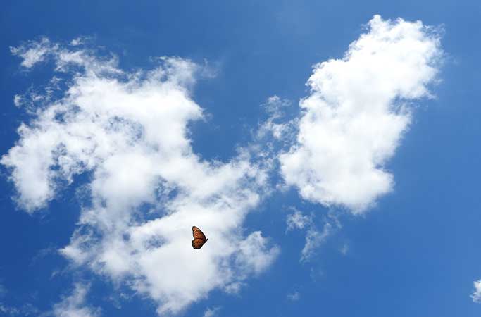 Free Template by uicookies.com