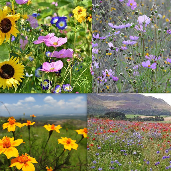 Free Template by uicookies.com