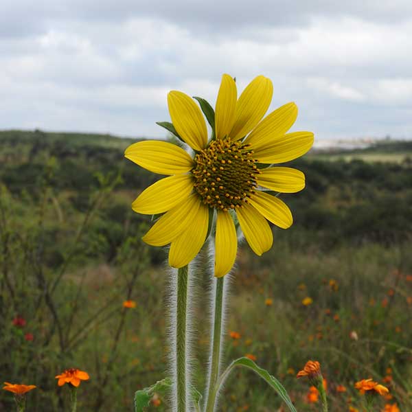 Free Template by uicookies.com