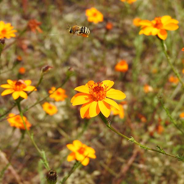 Free Template by uicookies.com